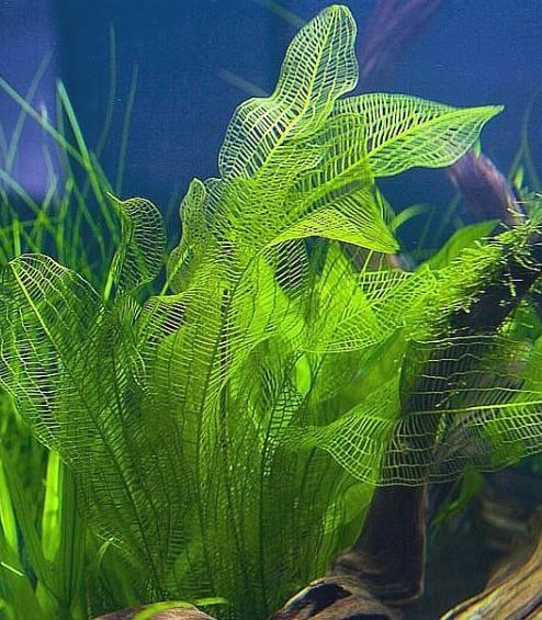 Self-Cleaning Fish Tank Grows Organic Plants Medical Jane