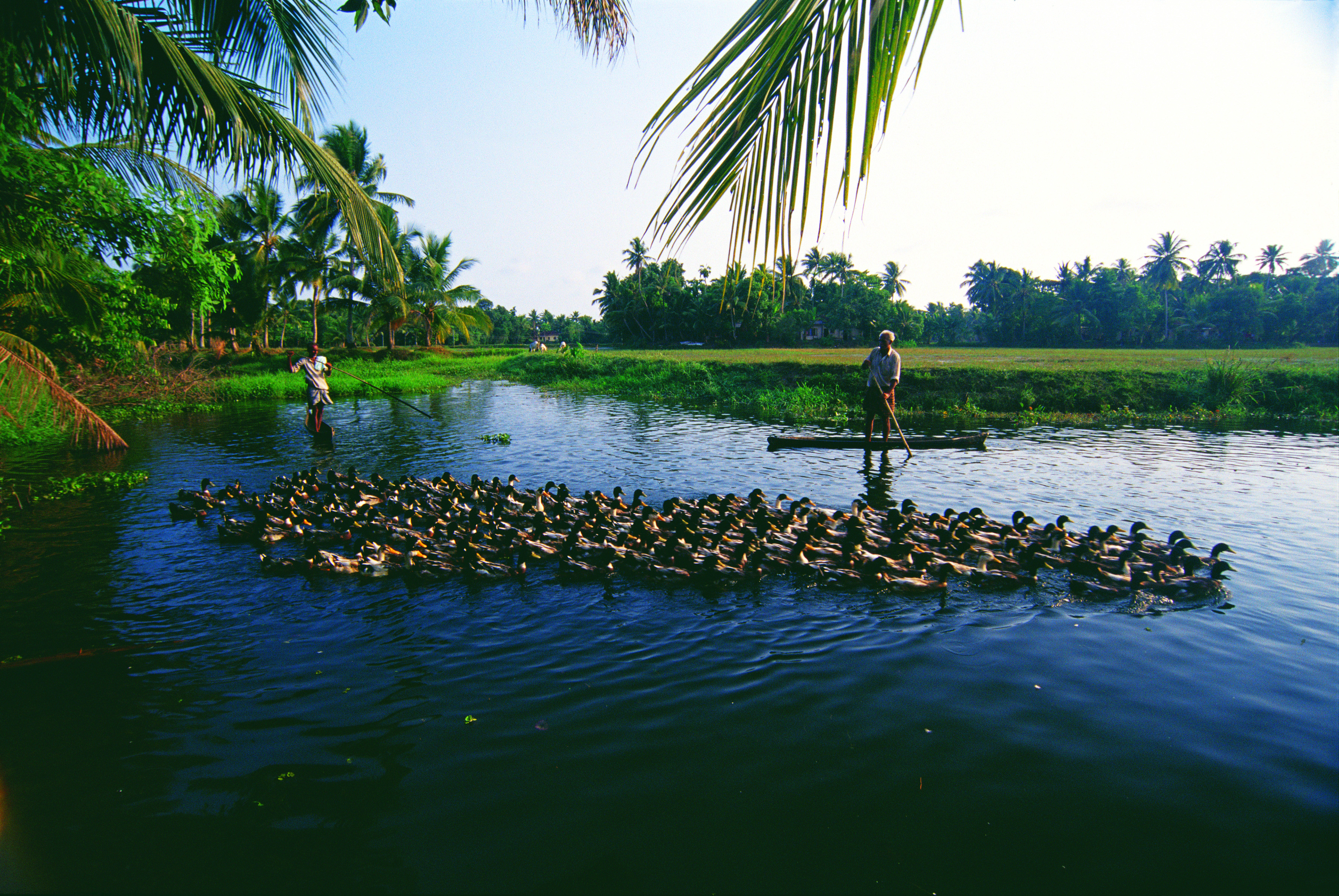 Kerala backwaters Howling Pixel